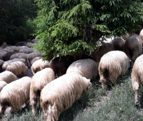 Wąwóz Homole: wypęd owiec